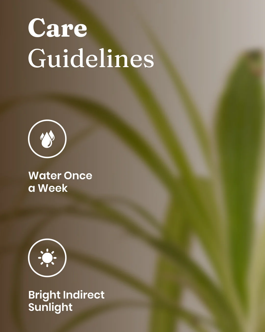 Spider Plant with Medium Self Watering Pot - BYOB - Image 23