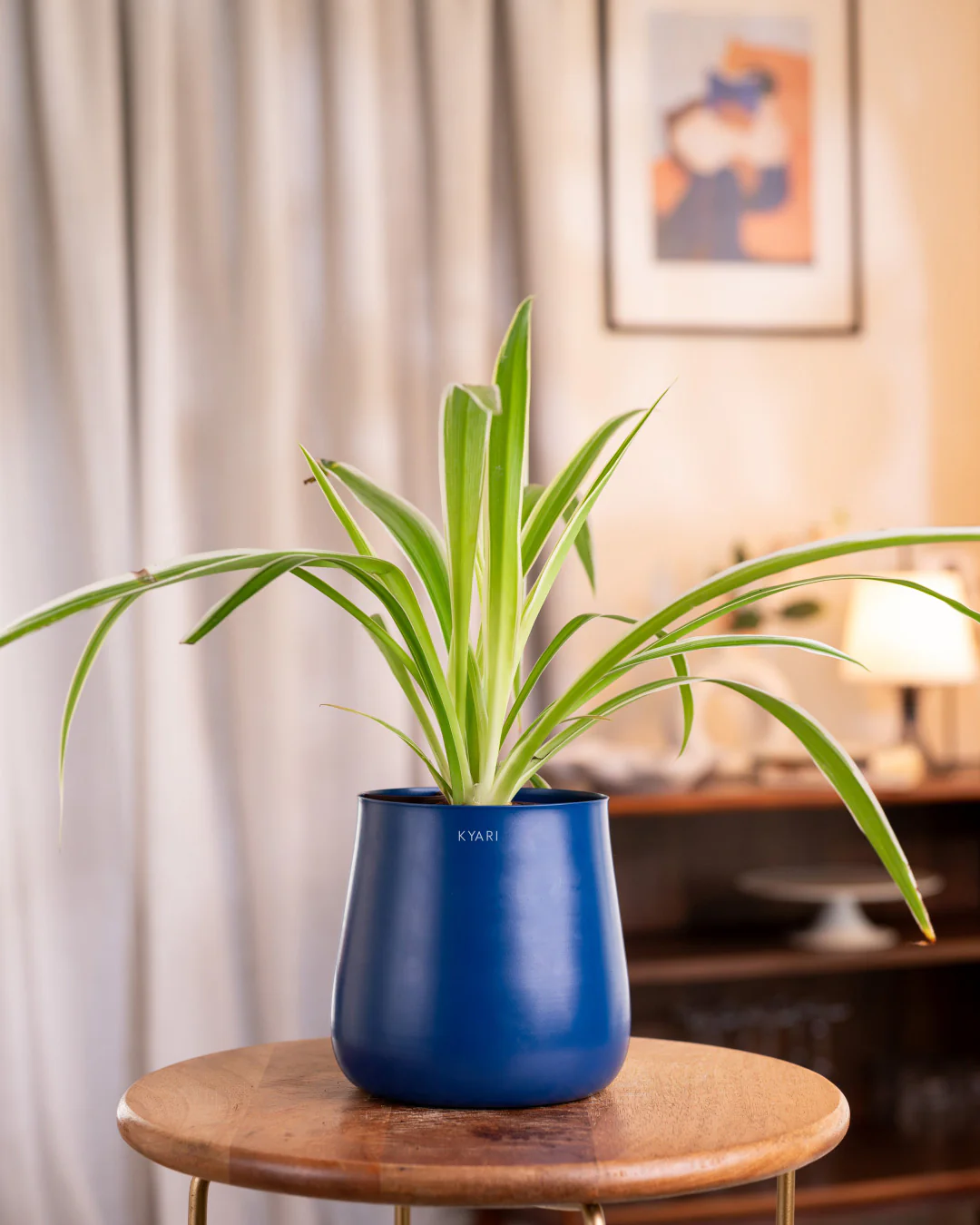 Spider Plant with Medium Self Watering Pot - BYOB - Image 26
