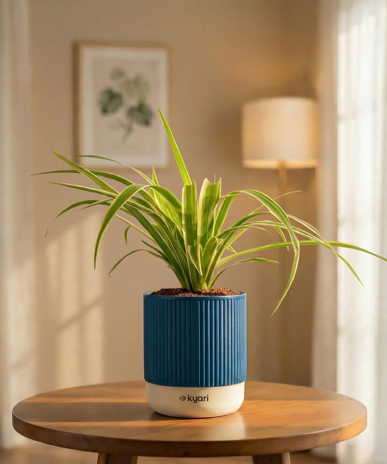 Spider Plant with Medium Self Watering Pot - BYOB - Image 31