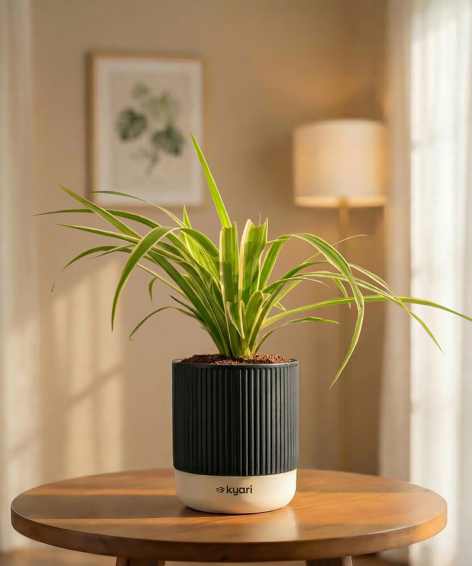Spider Plant with Medium Self Watering Pot - BYOB - Image 32
