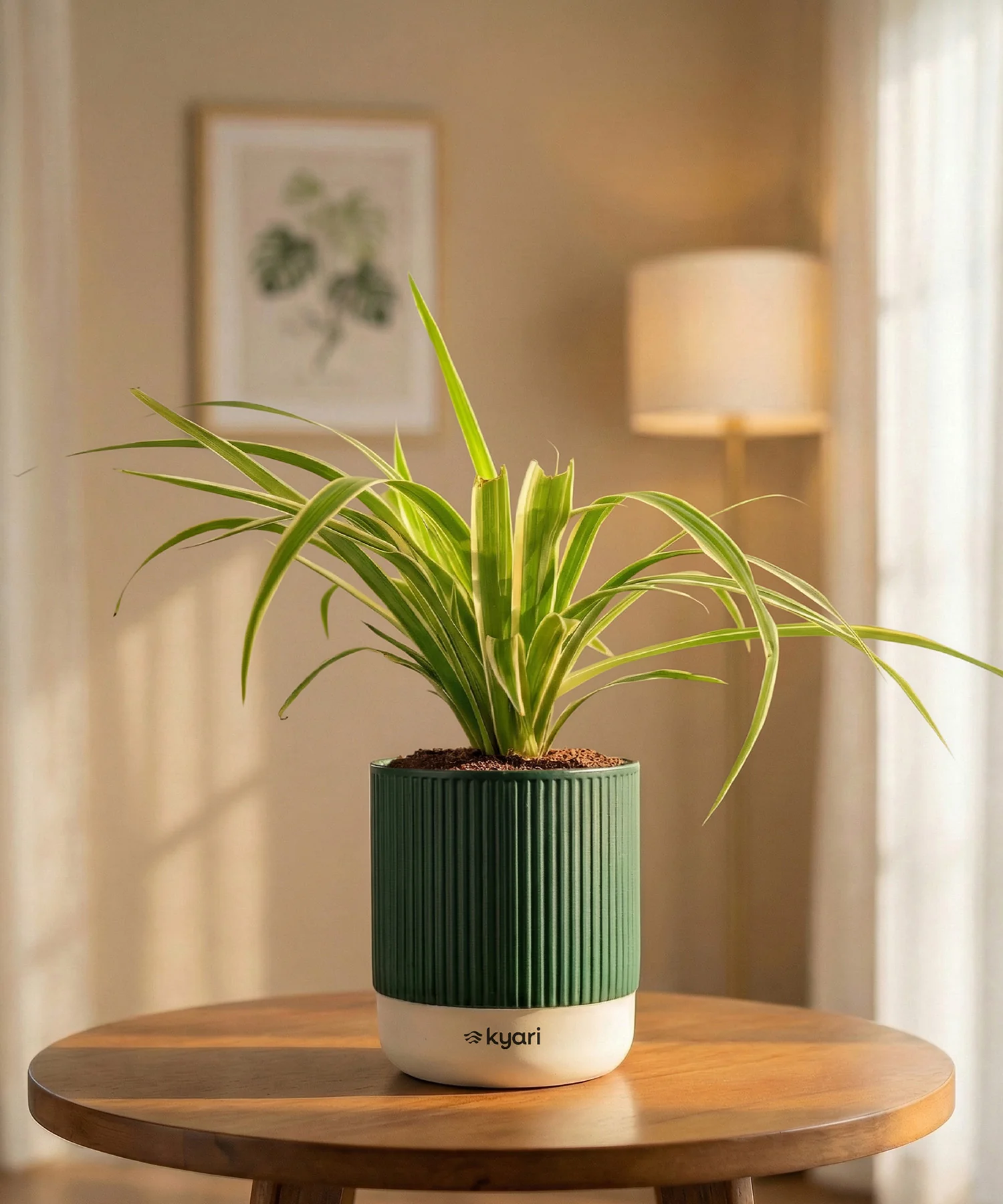 Spider Plant with Medium Self Watering Pot - BYOB - Image 33