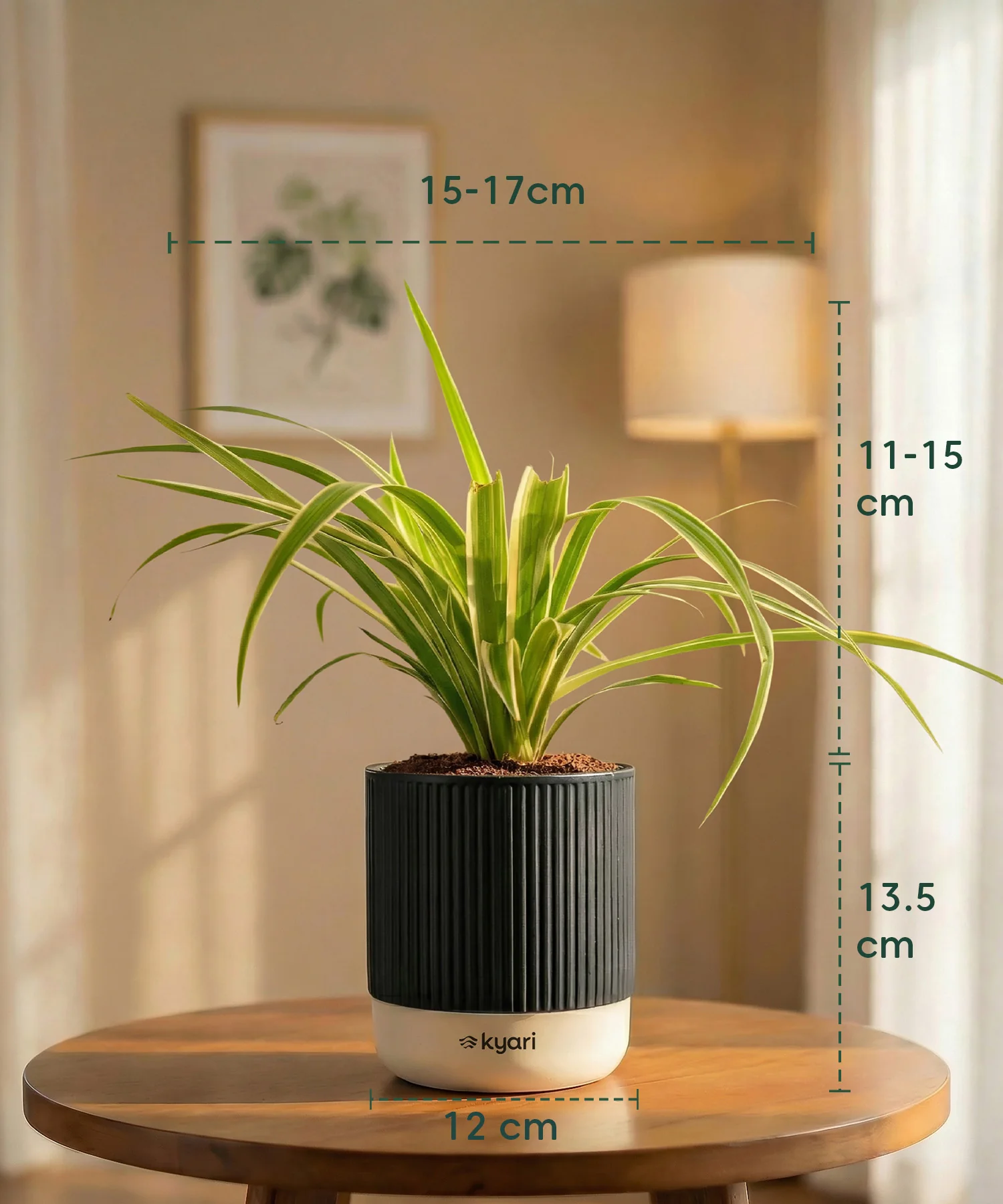 Spider Plant with Medium Self Watering Pot - BYOB - Image 35