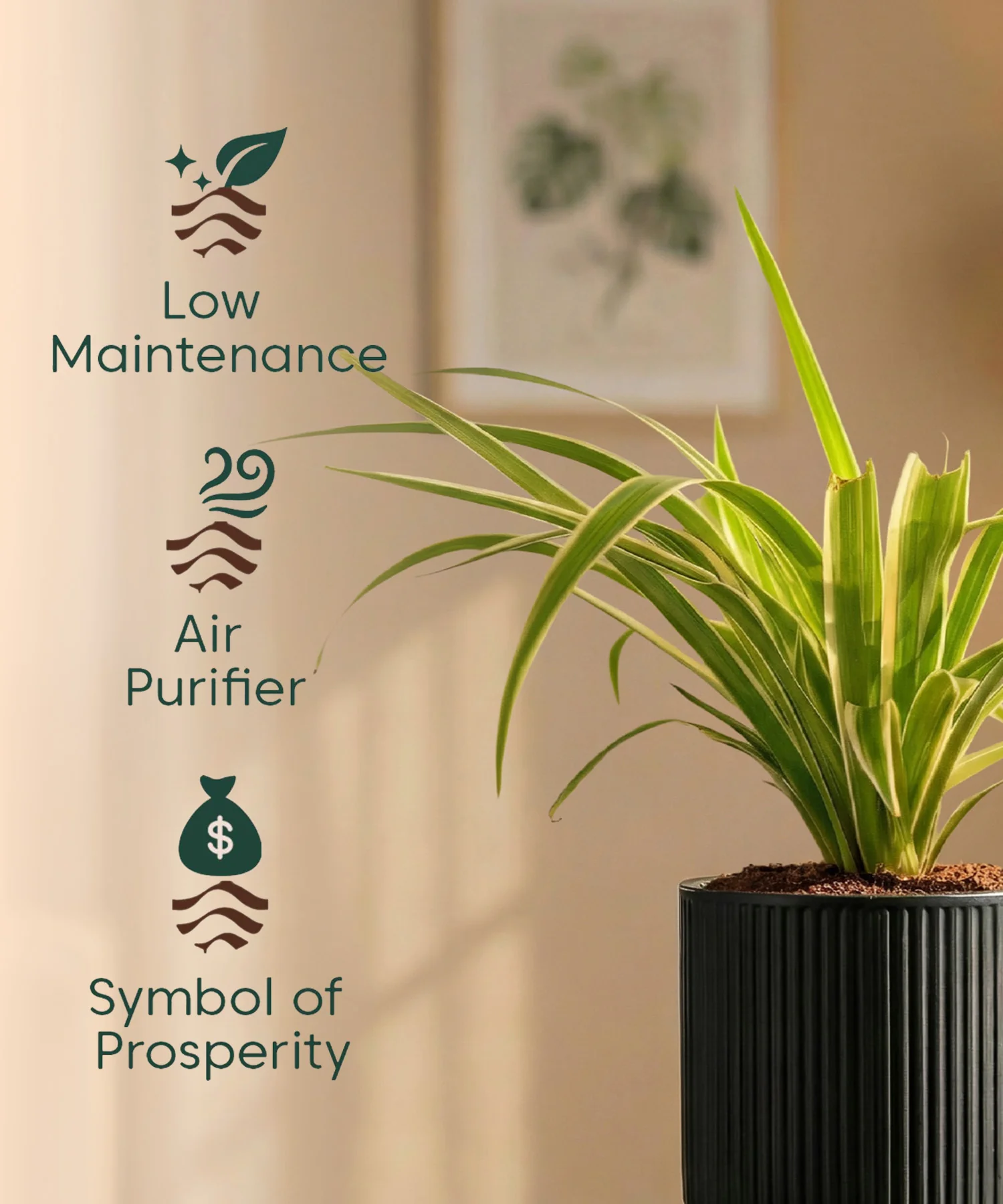 Spider Plant with Medium Self Watering Pot - BYOB - Image 36