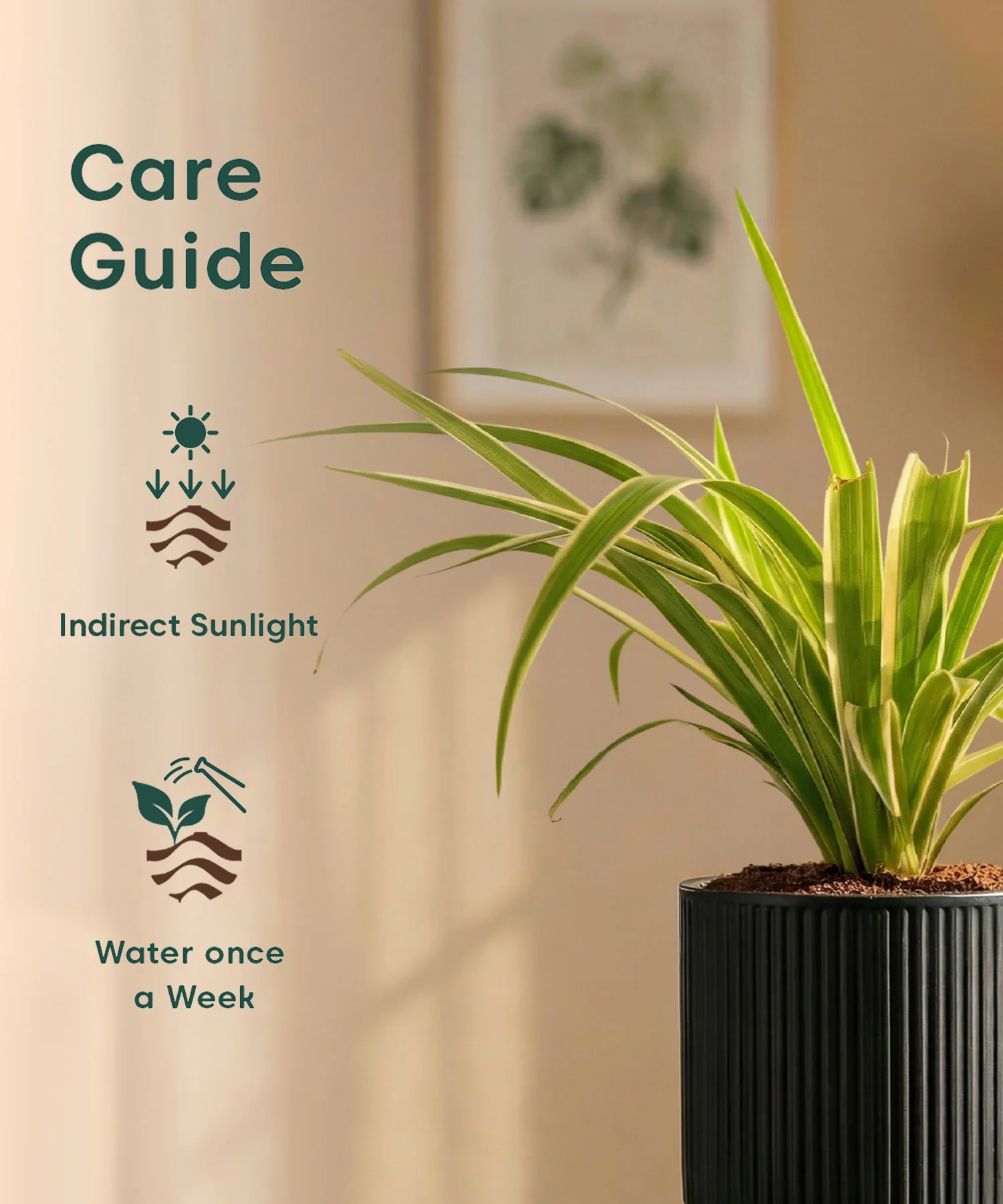 Spider Plant with Medium Self Watering Pot - BYOB - Image 37