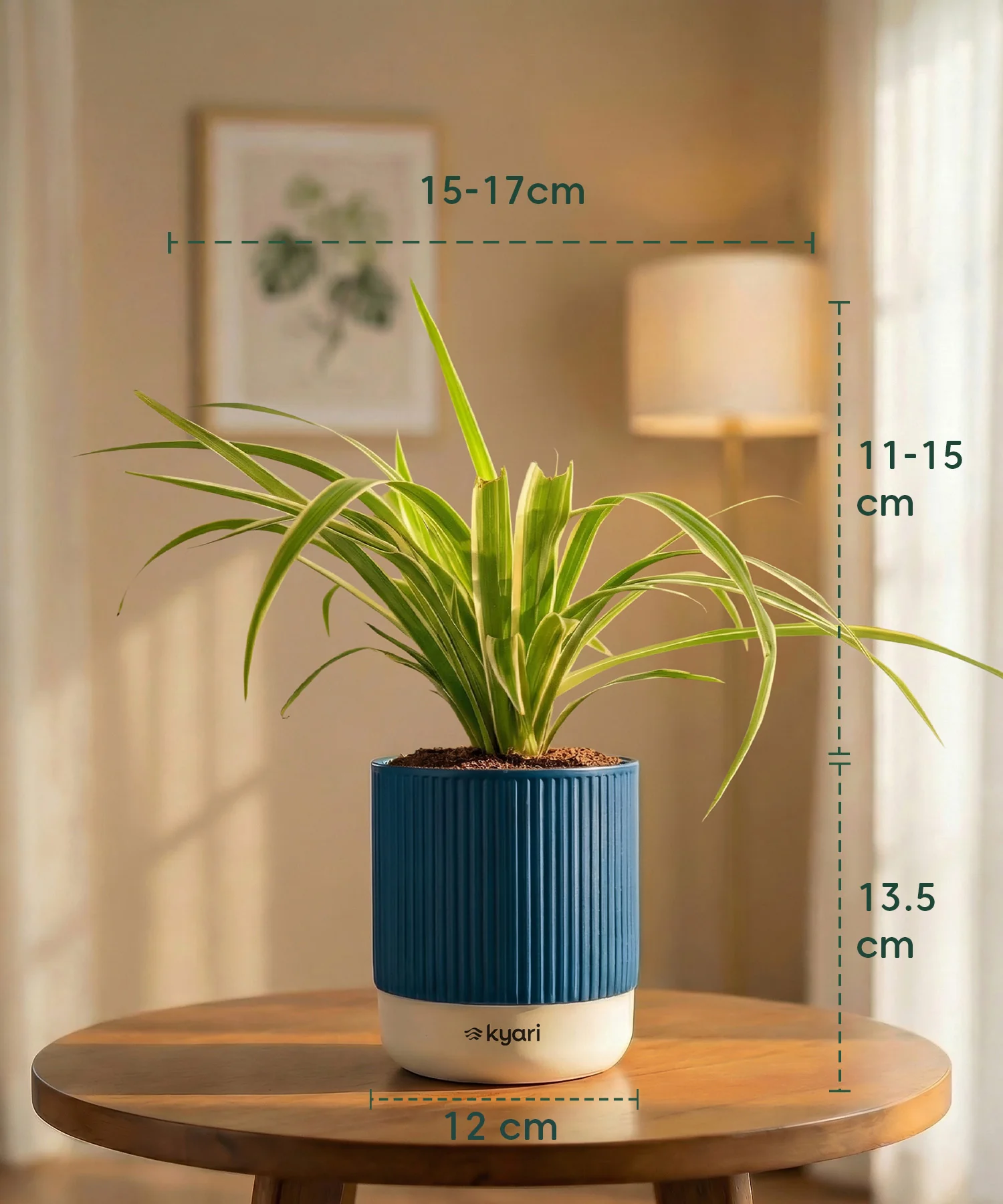 Spider Plant with Medium Self Watering Pot - BYOB - Image 39