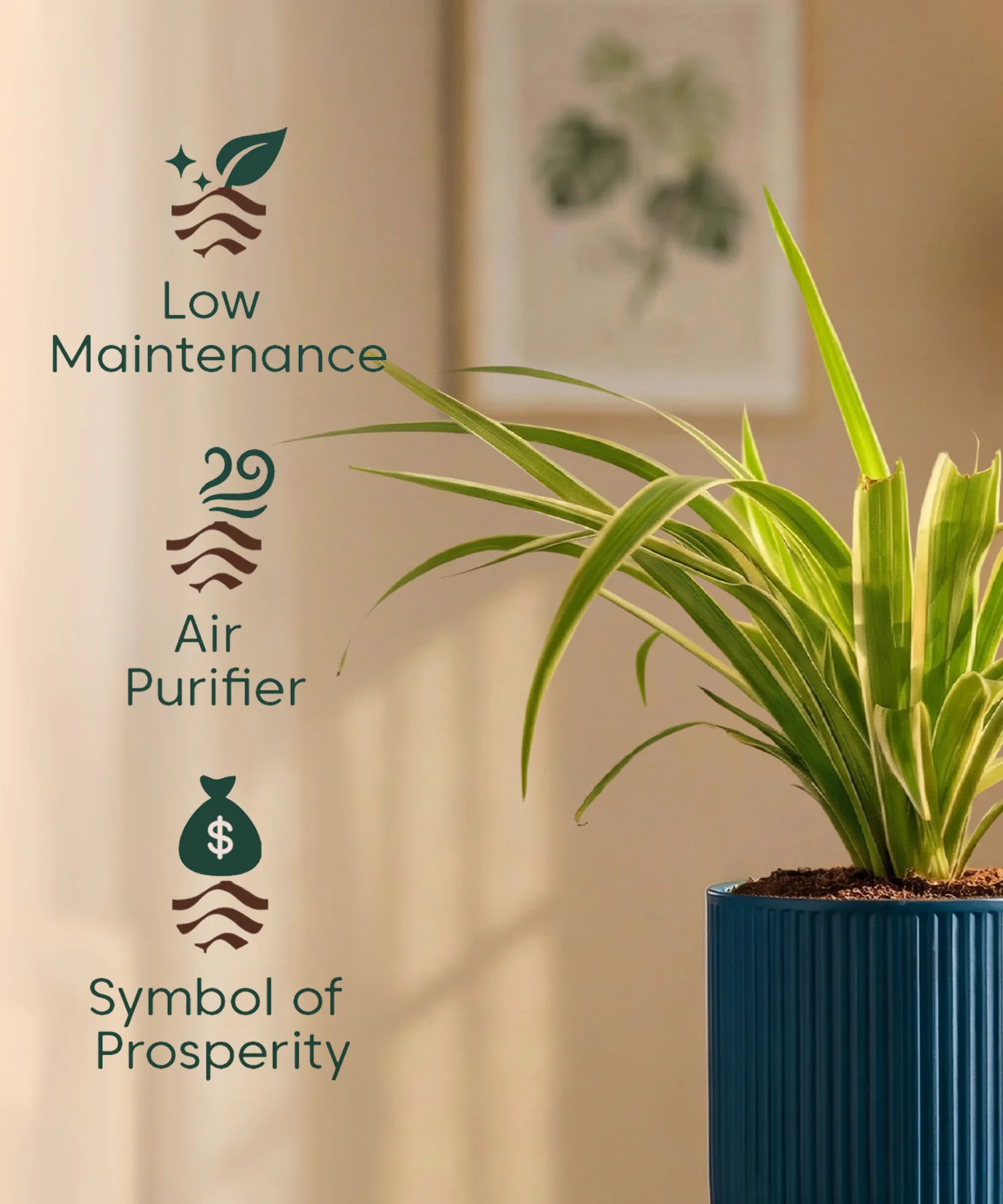 Spider Plant with Medium Self Watering Pot - BYOB - Image 40