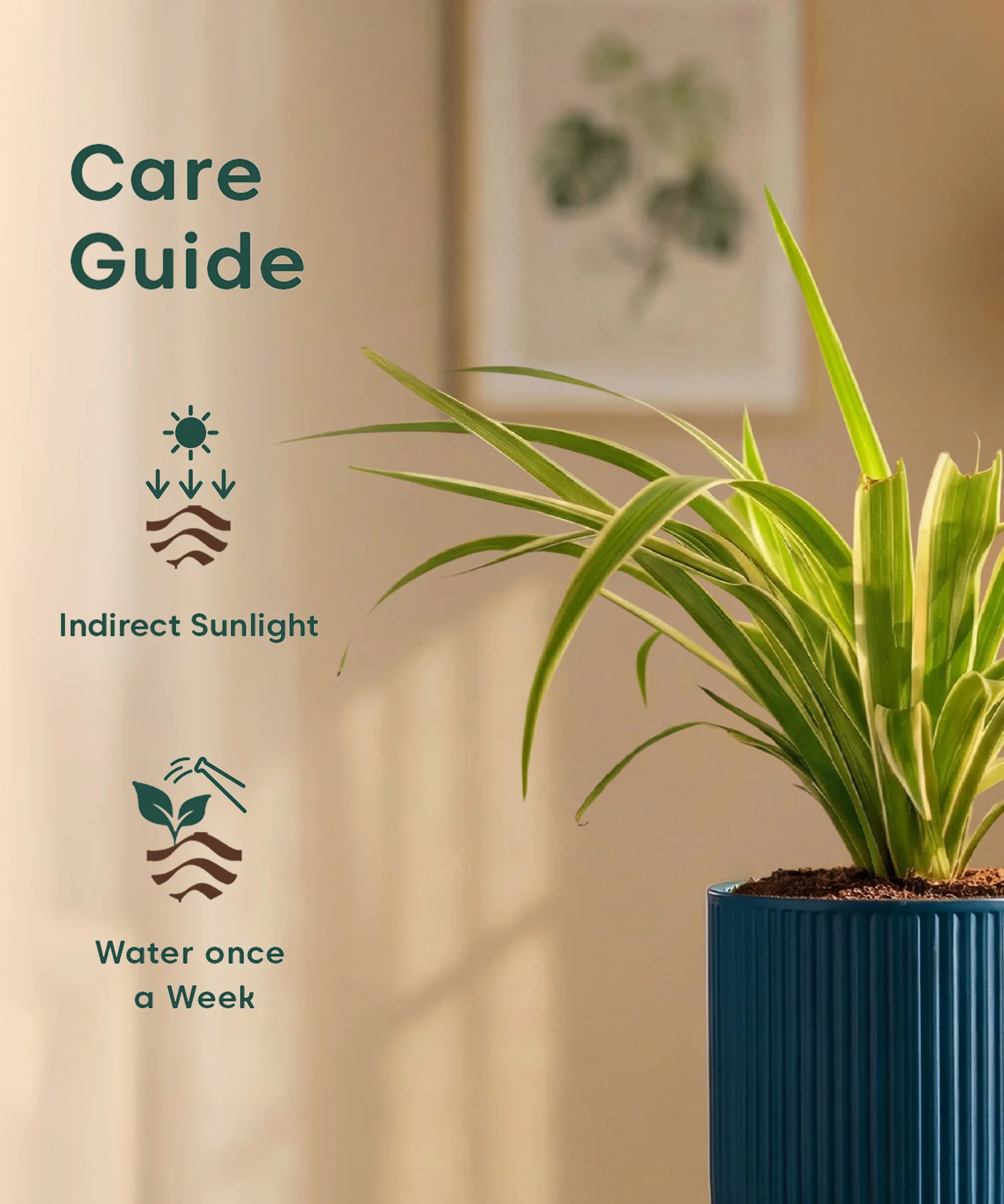 Spider Plant with Medium Self Watering Pot - BYOB - Image 41