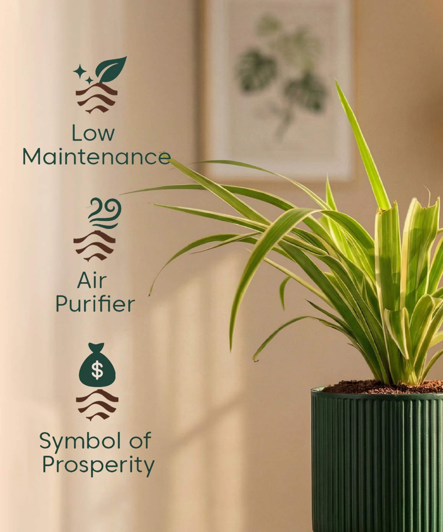 Spider Plant with Medium Self Watering Pot - BYOB - Image 44