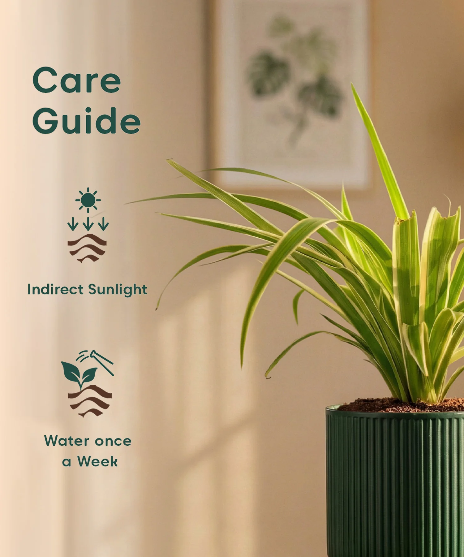Spider Plant with Medium Self Watering Pot - BYOB - Image 45