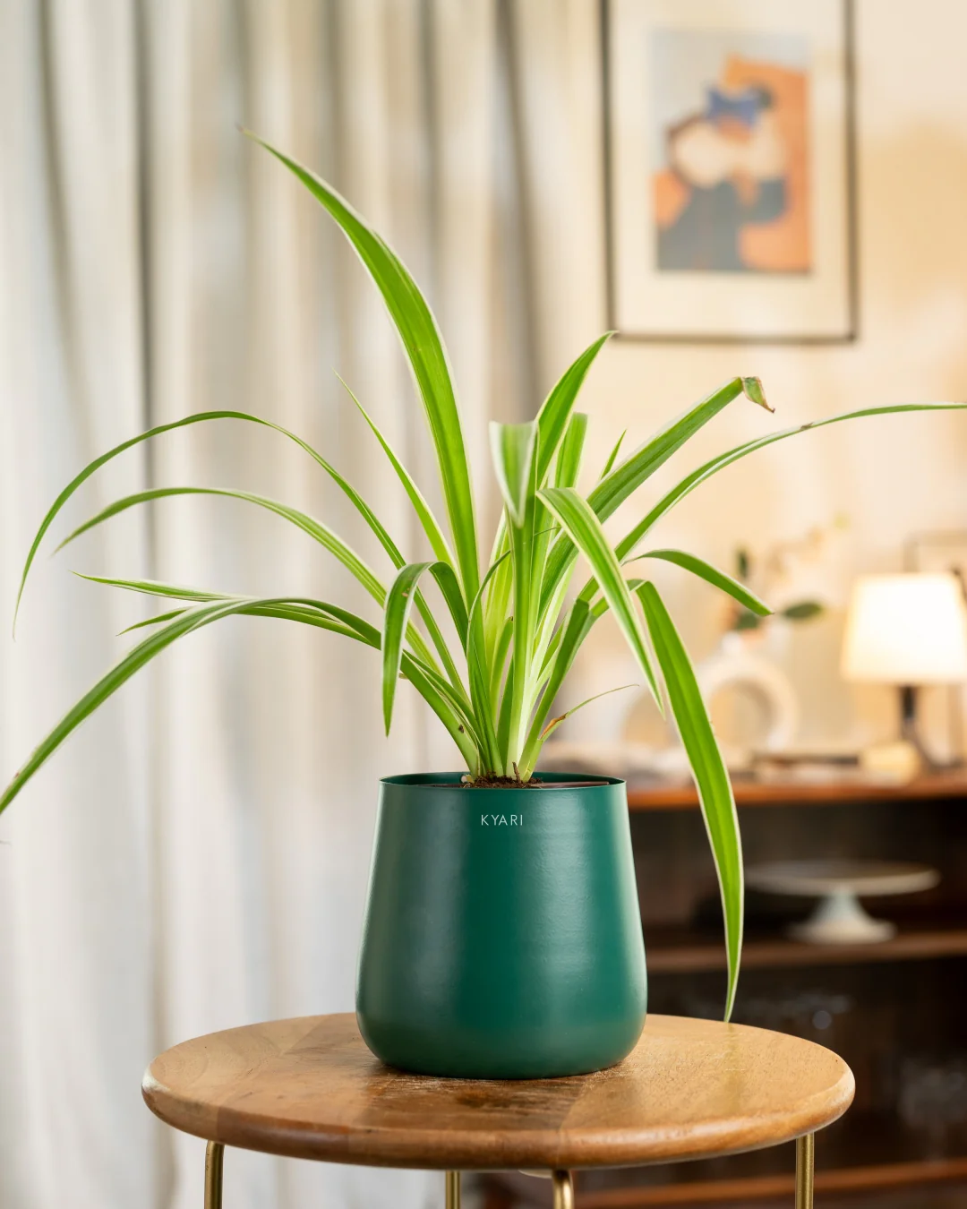 Spider Plant with Medium Self Watering Pot - BYOB - Image 8