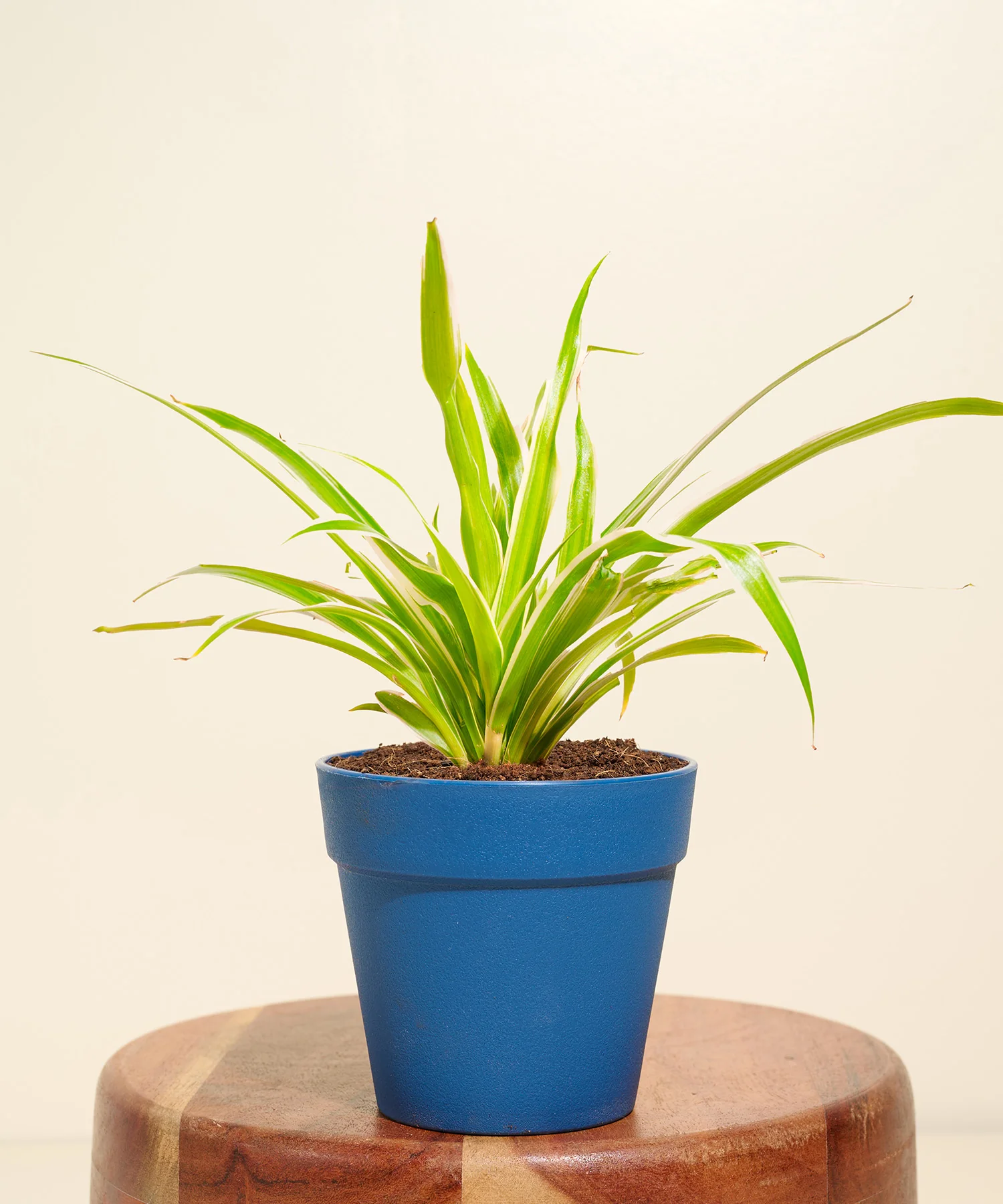Spider Plant With Reya Pot