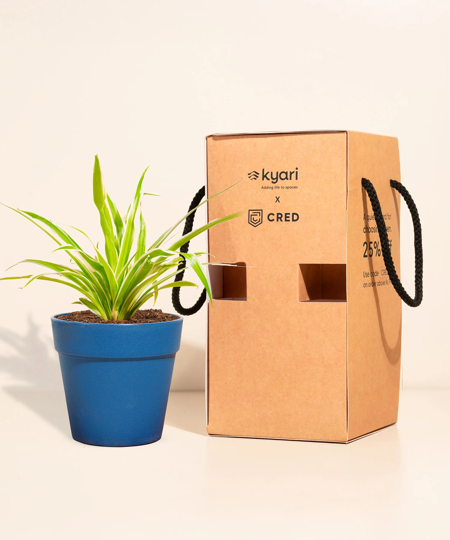 Spider Plant With Reya Pot - Image 2