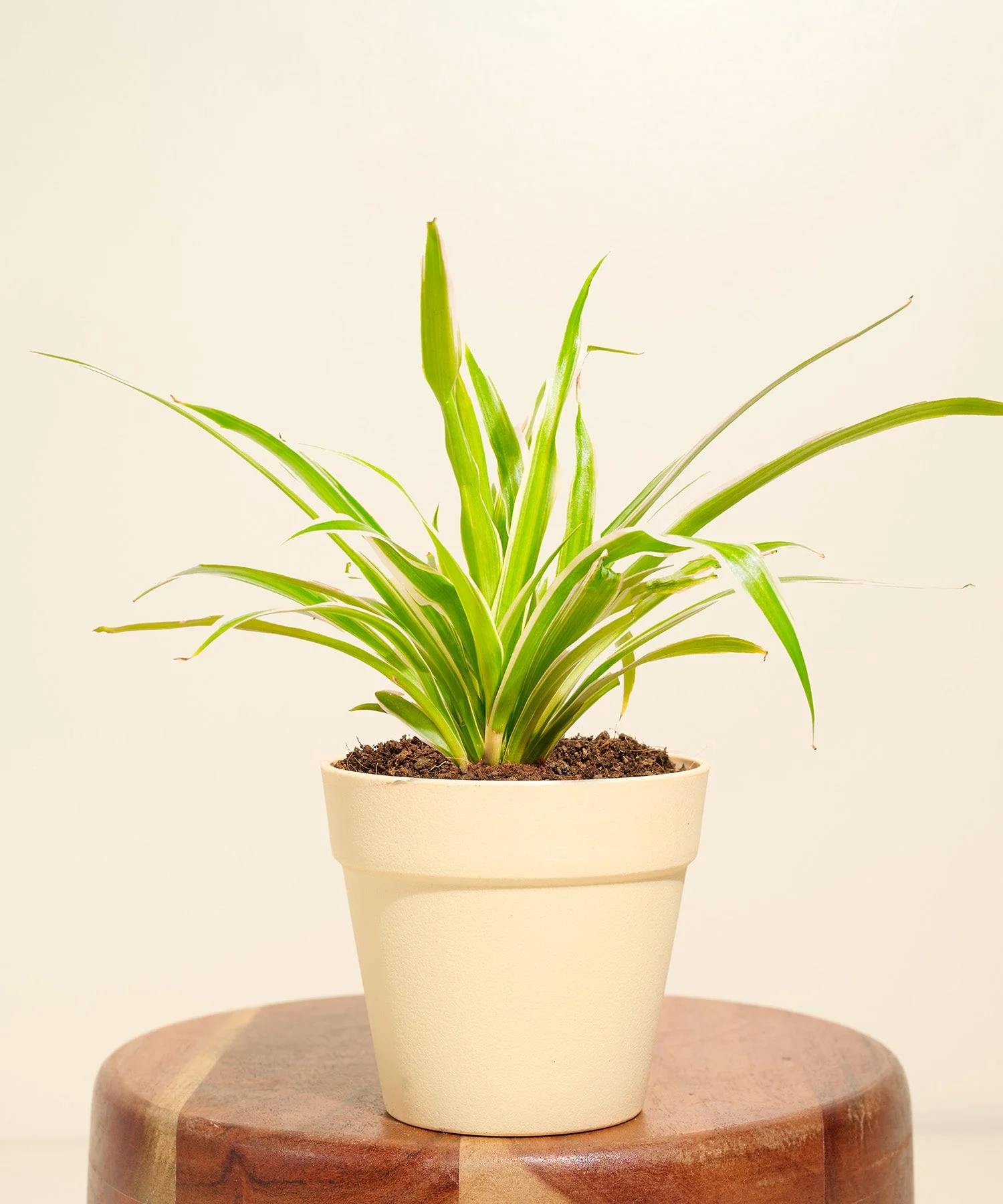 Spider Plant With Reya Pot - Image 4