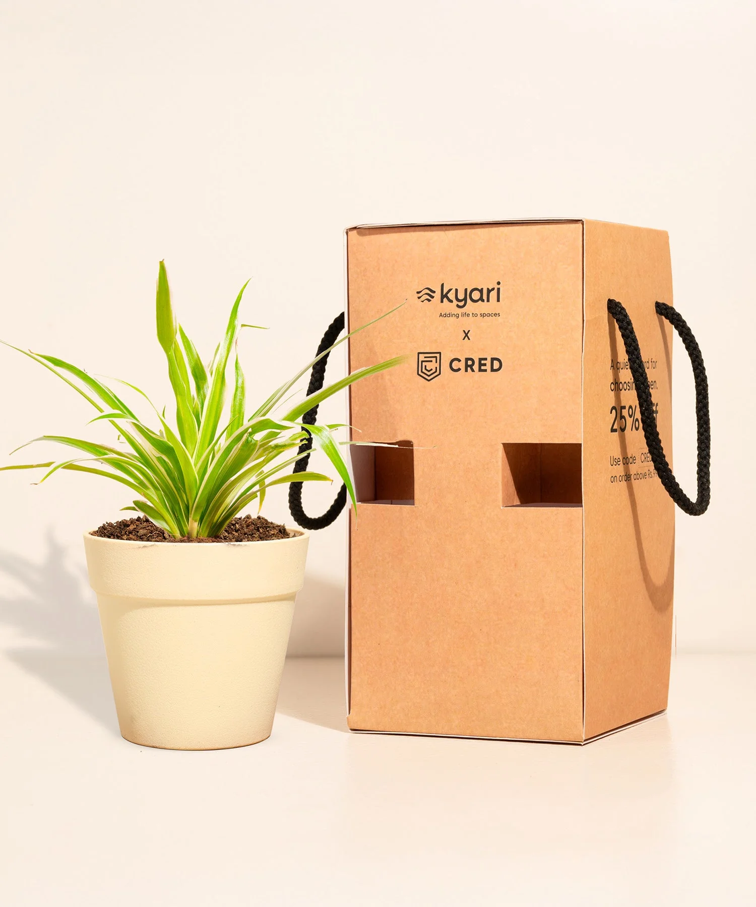 Spider Plant With Reya Pot - Image 5
