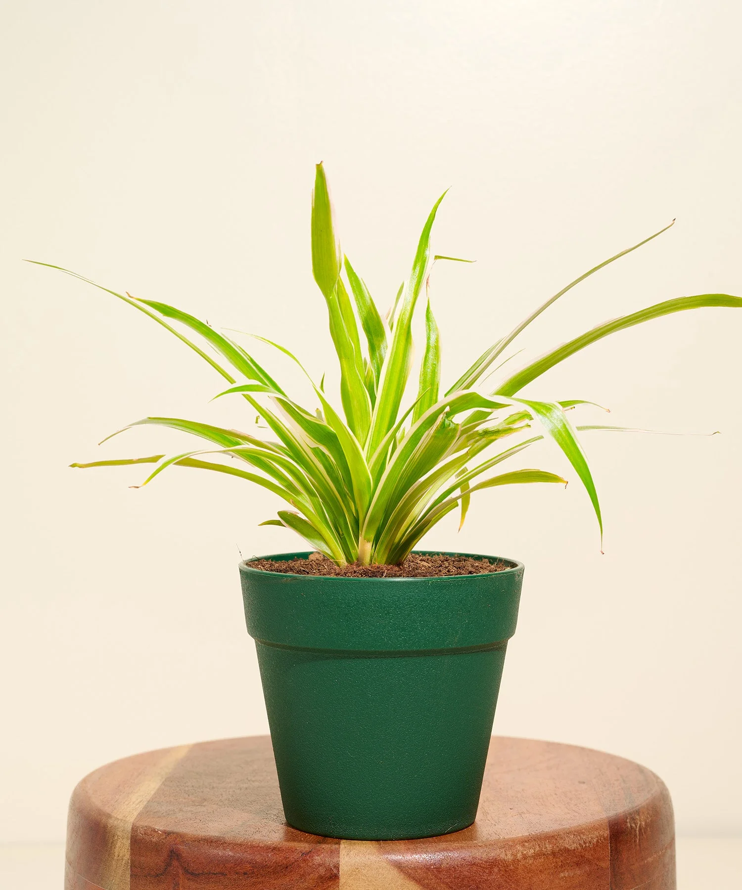 Spider Plant With Reya Pot - Image 7