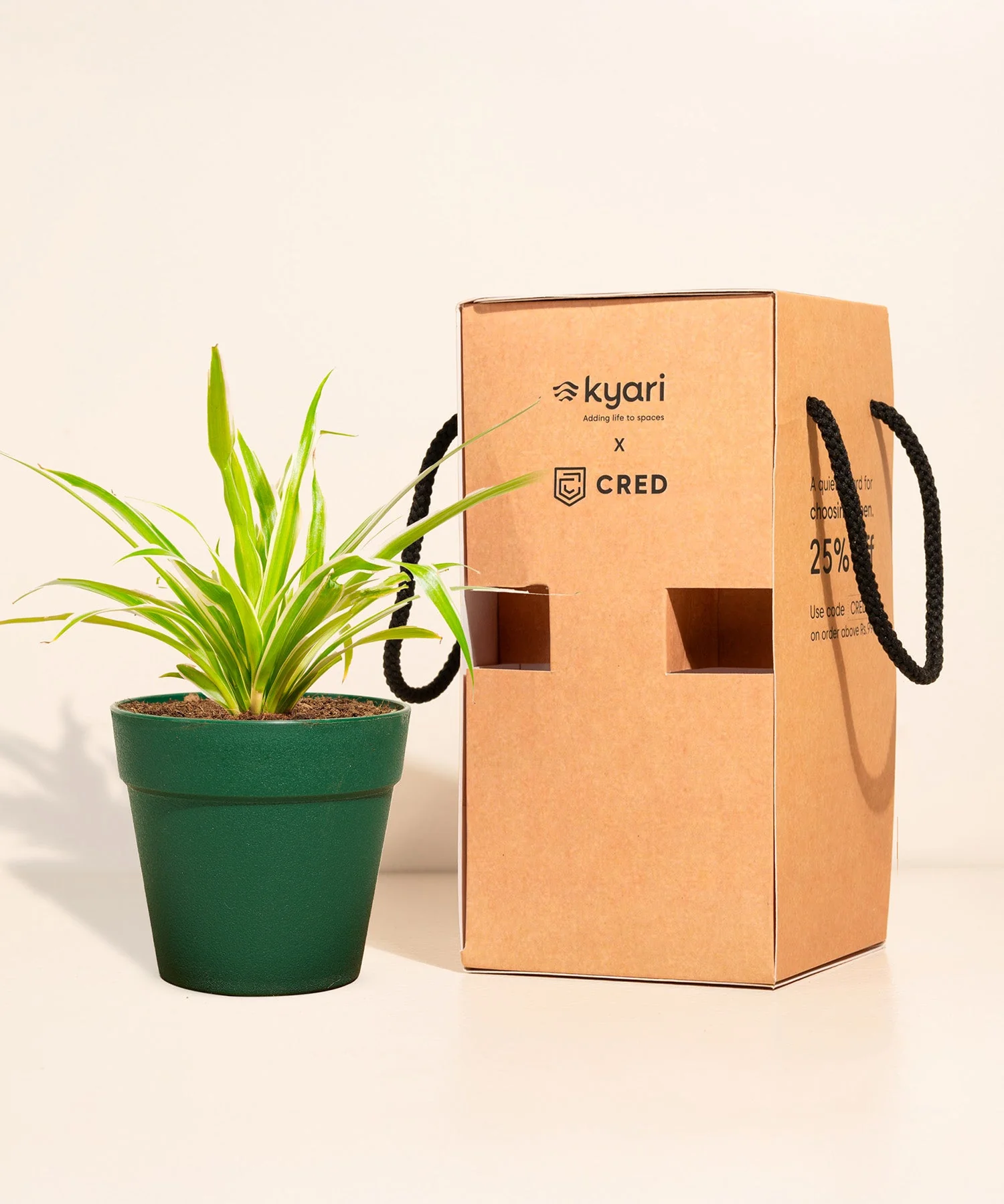 Spider Plant With Reya Pot - Image 8