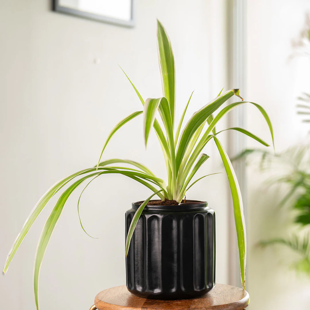 Spider Plant with Medium Metal Self Watering Pot