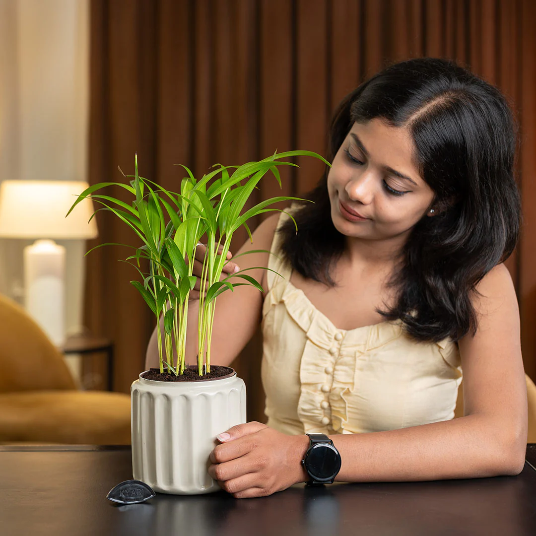 Spider Plant with Medium Metal Self Watering Pot - Image 10