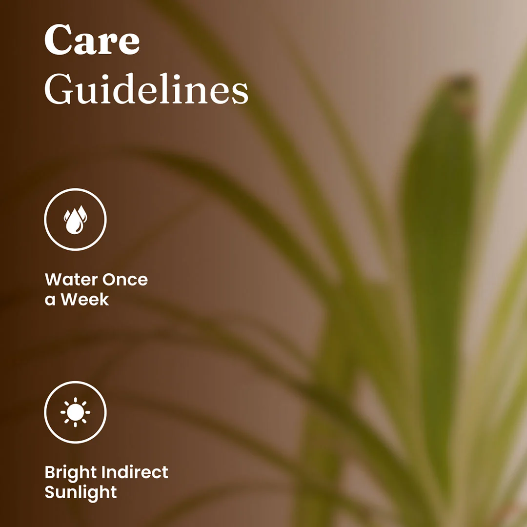Spider Plant with Medium Metal Self Watering Pot - Image 11