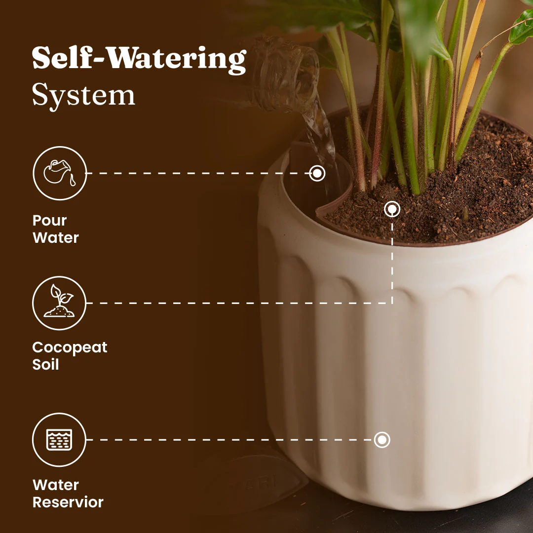 Spider Plant with Medium Metal Self Watering Pot - Image 12