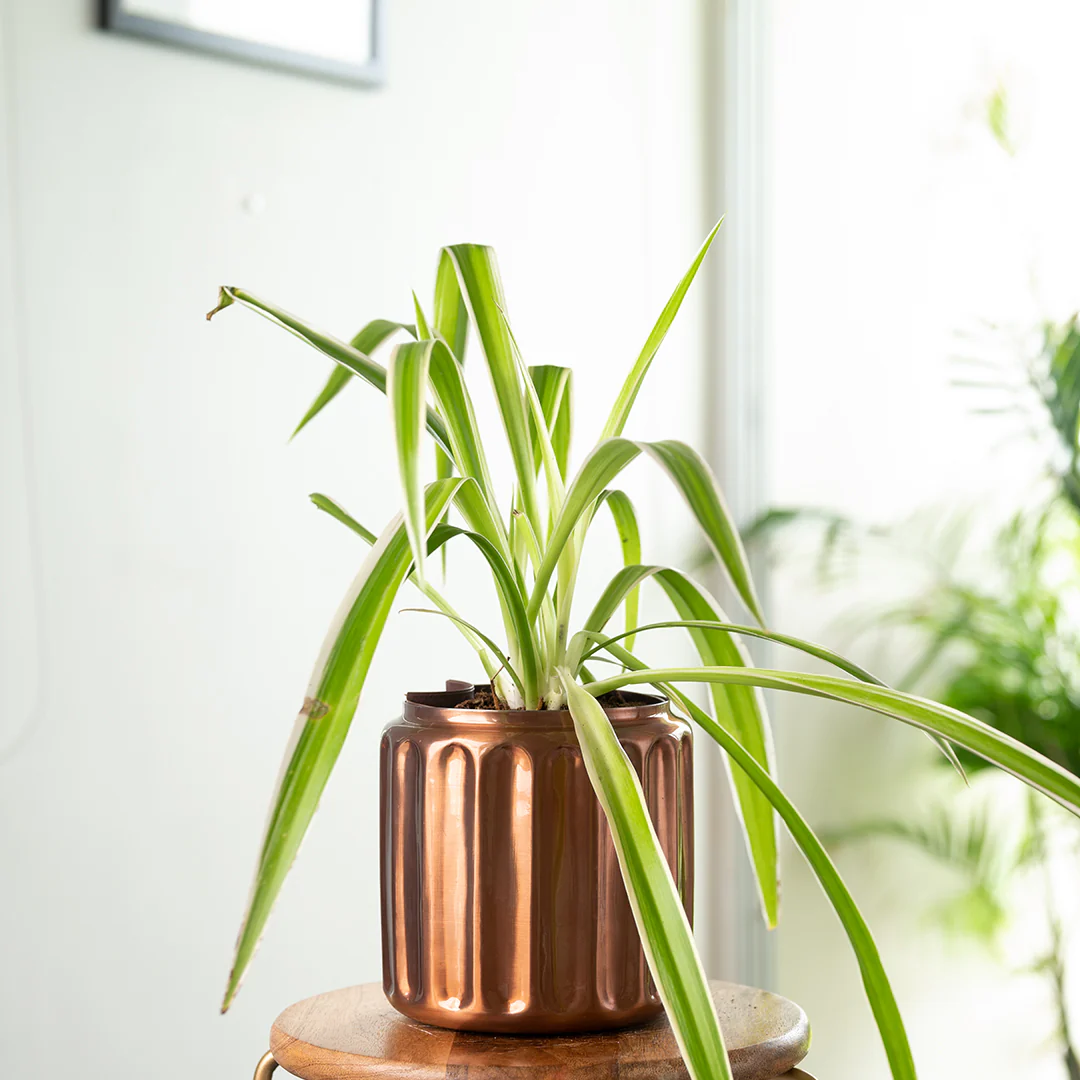 Spider Plant with Medium Metal Self Watering Pot - Image 15