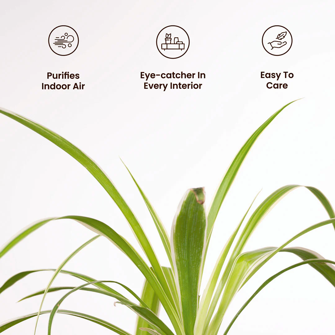 Spider Plant with Medium Metal Self Watering Pot - Image 16