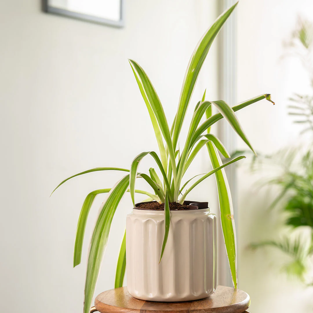 Spider Plant with Medium Metal Self Watering Pot - Image 8