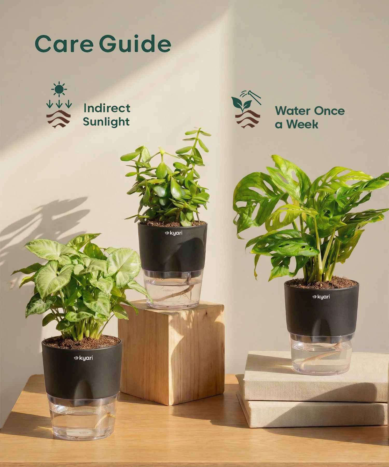 Stress Relief Indoor Plant Combo - Image 3