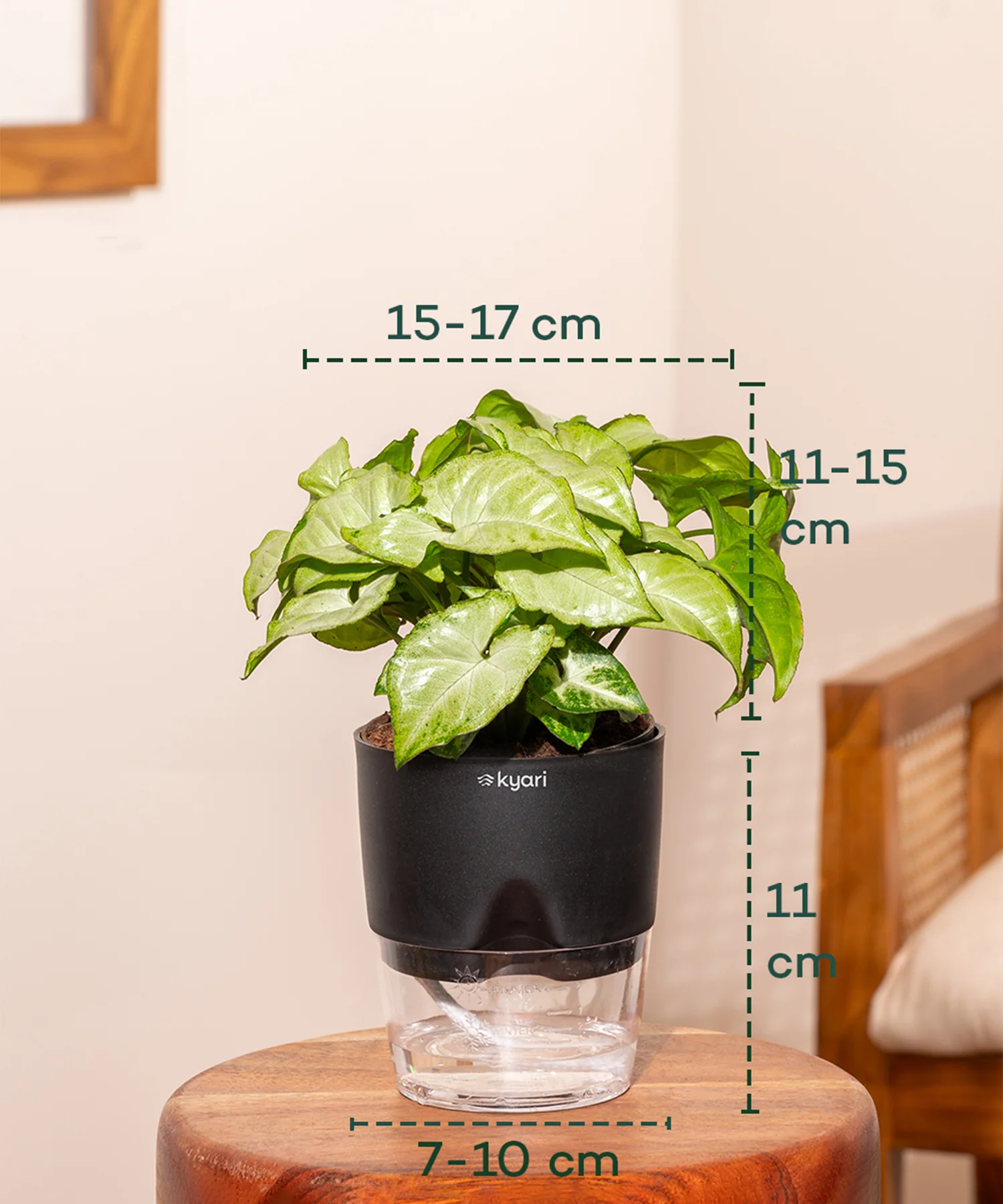 Stress Relief Indoor Plant Combo - Image 4
