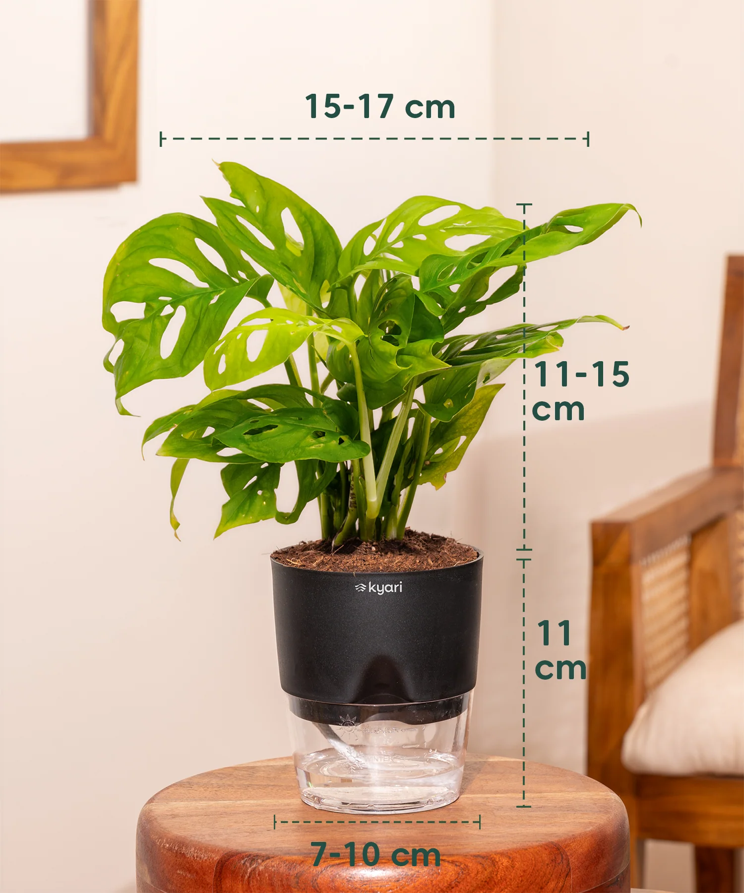 Stress Relief Indoor Plant Combo - Image 5