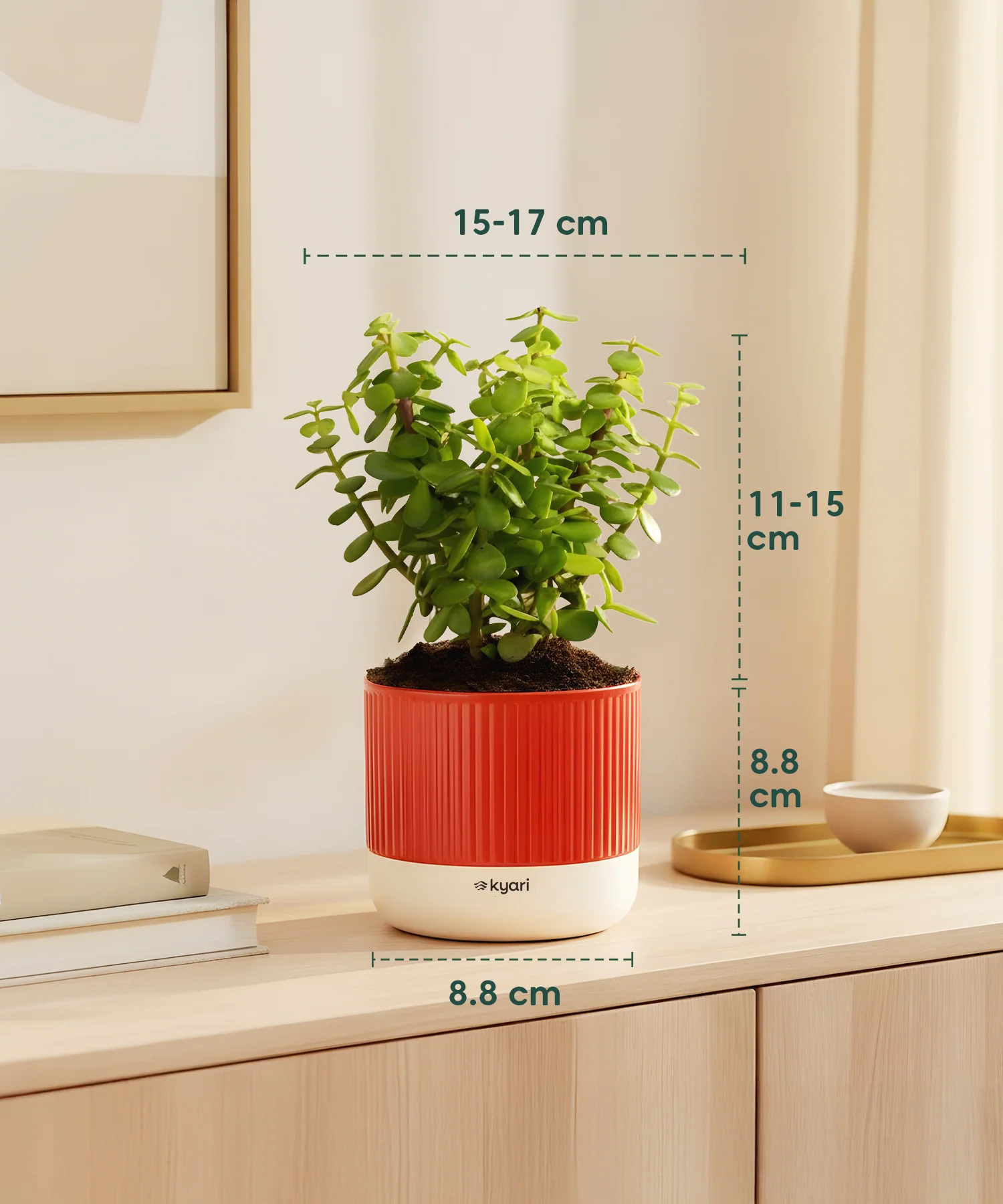 Stress Relief Indoor Plant Combo - Image 3