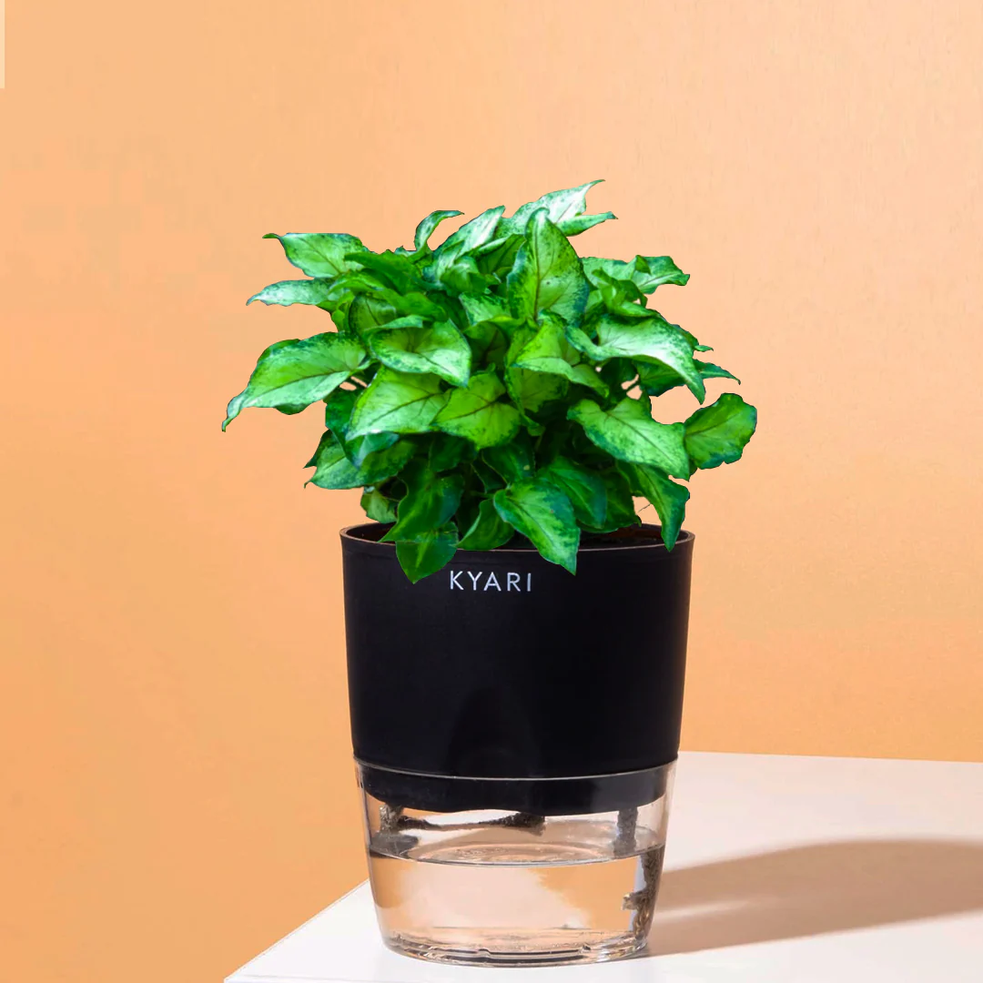 Syngonium Berryallusion Plant With Self Watering Pot