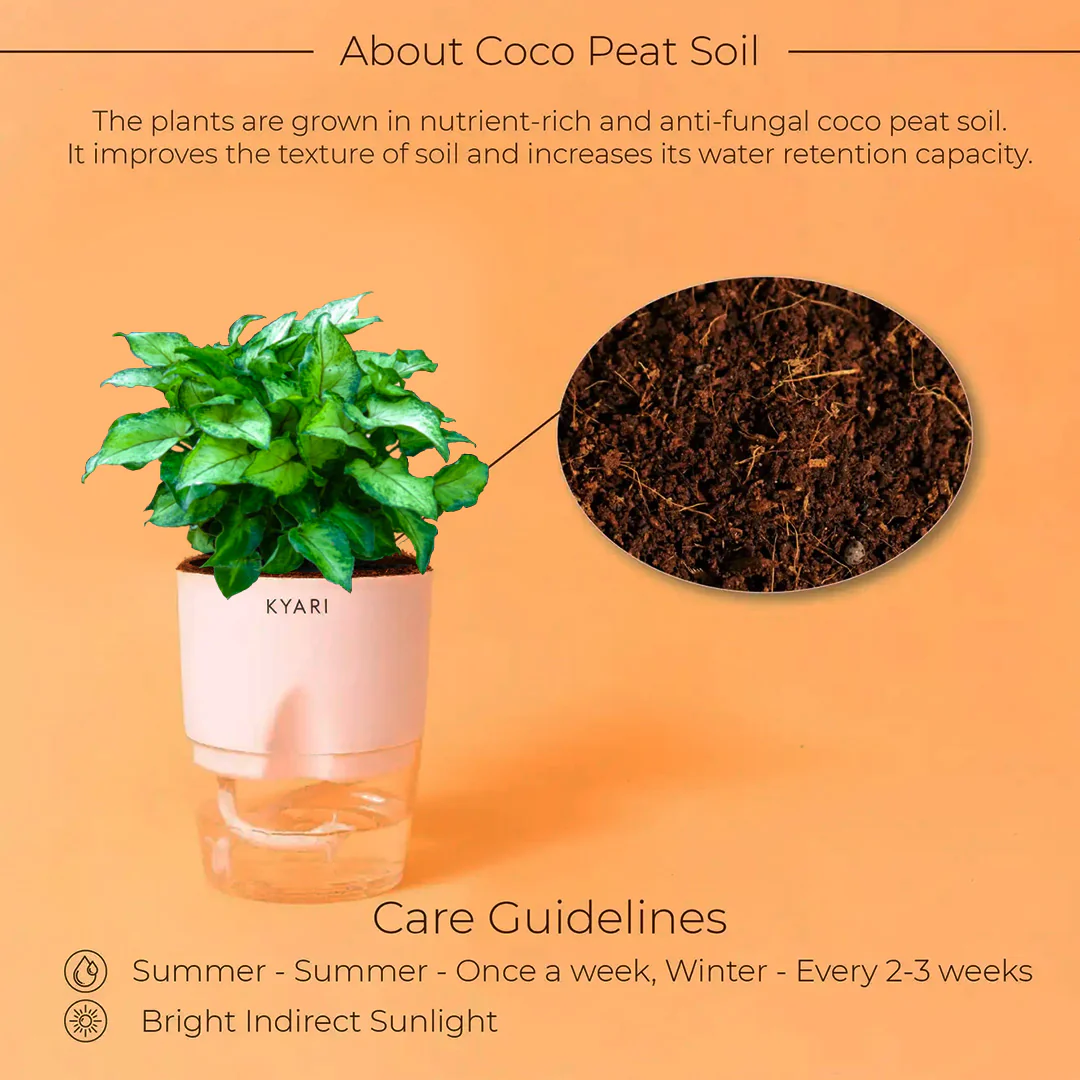 Syngonium Berryallusion Plant With Self Watering Pot - Image 2
