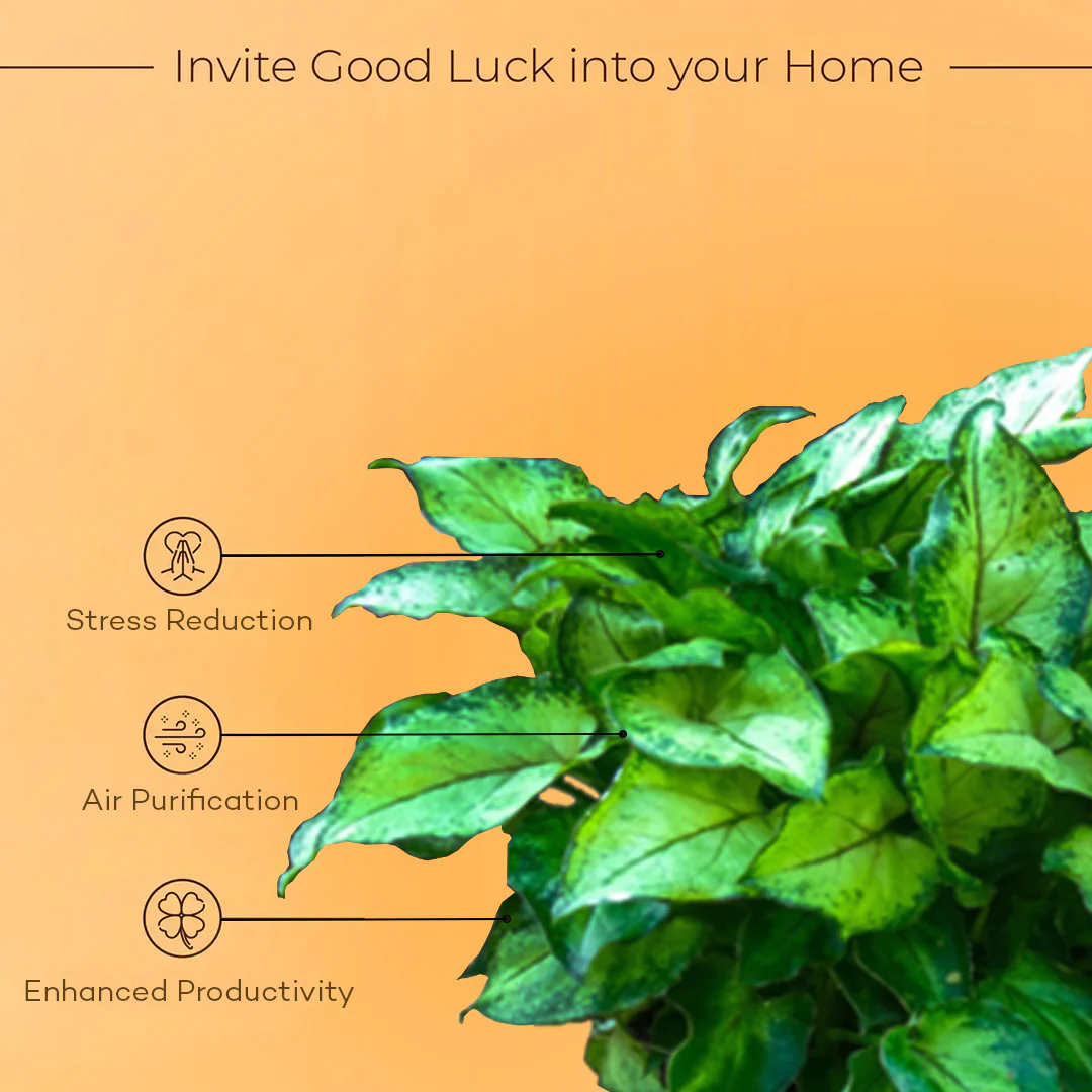 Syngonium Berryallusion Plant With Self Watering Pot - Image 3