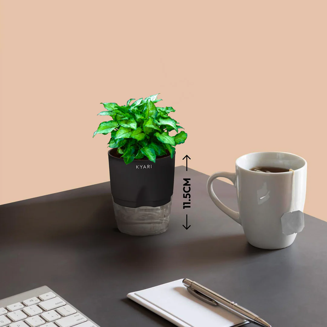 Syngonium Berryallusion Plant With Self Watering Pot - Image 4