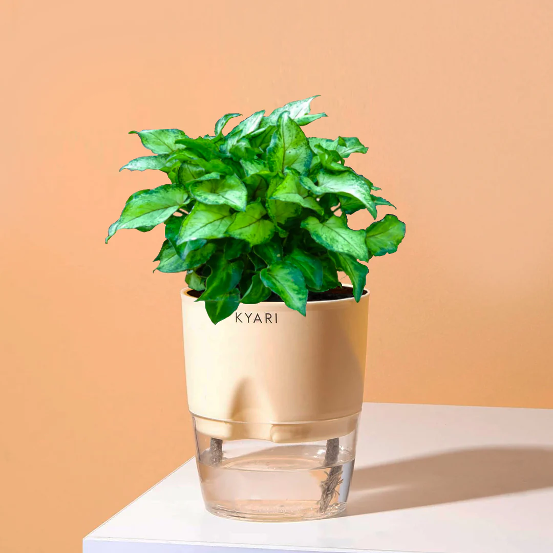 Syngonium Berryallusion Plant With Self Watering Pot - Image 5