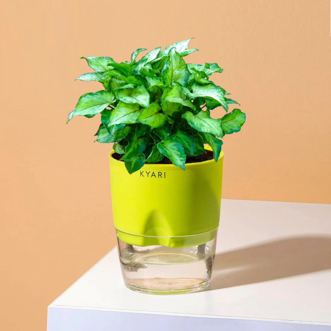 Syngonium Berryallusion Plant With Self Watering Pot - Image 6