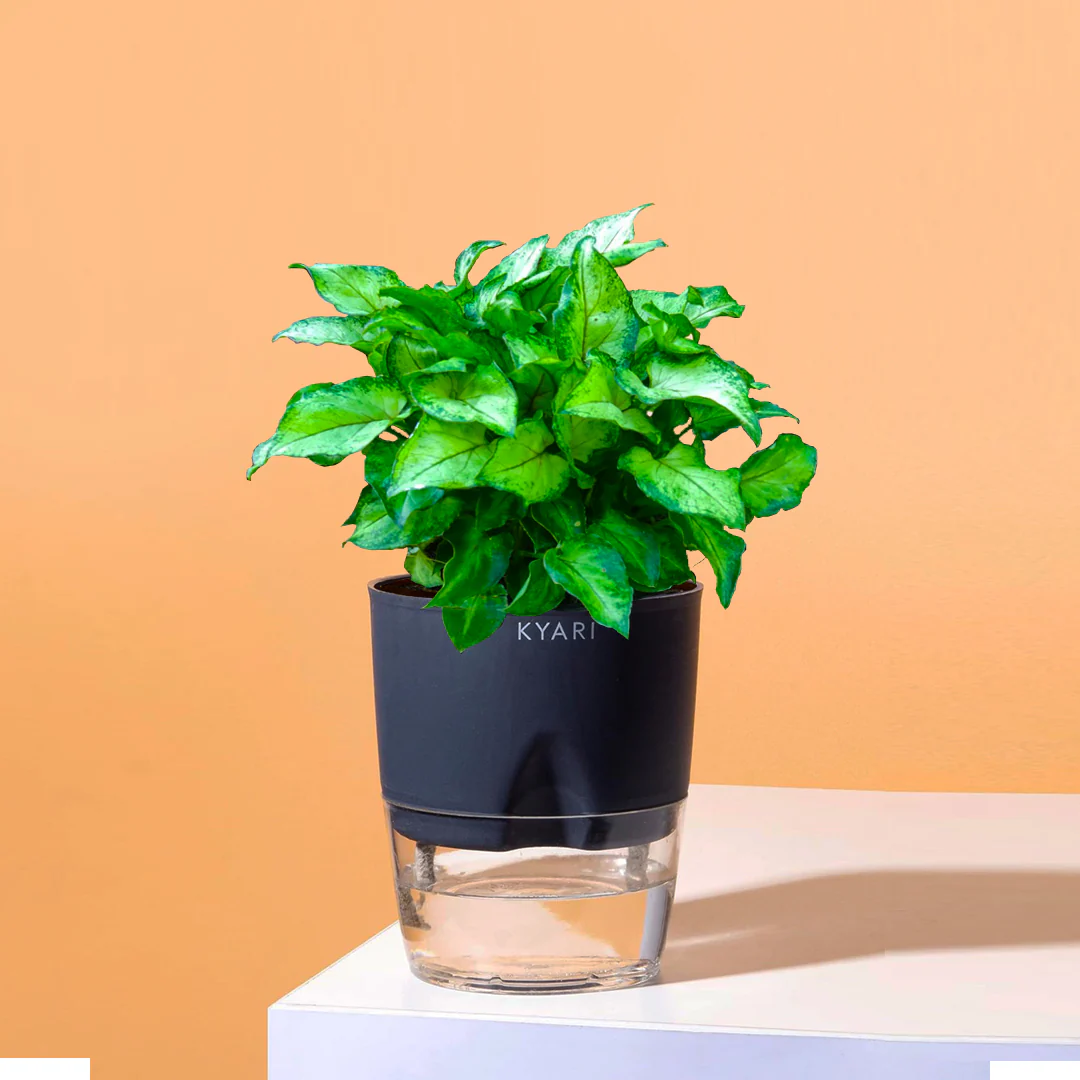 Syngonium Berryallusion Plant With Self Watering Pot - Image 7