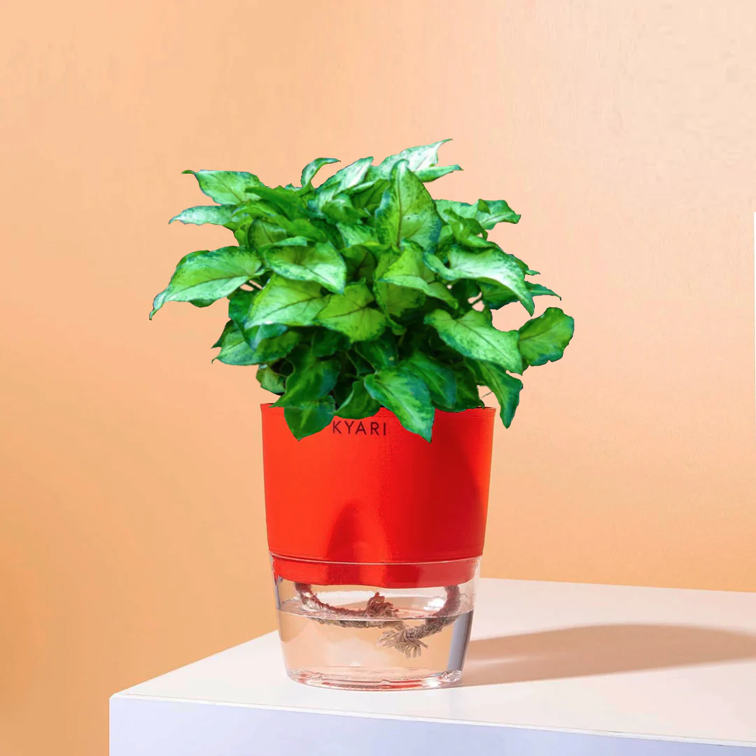 Syngonium Berryallusion Plant With Self Watering Pot - Image 8