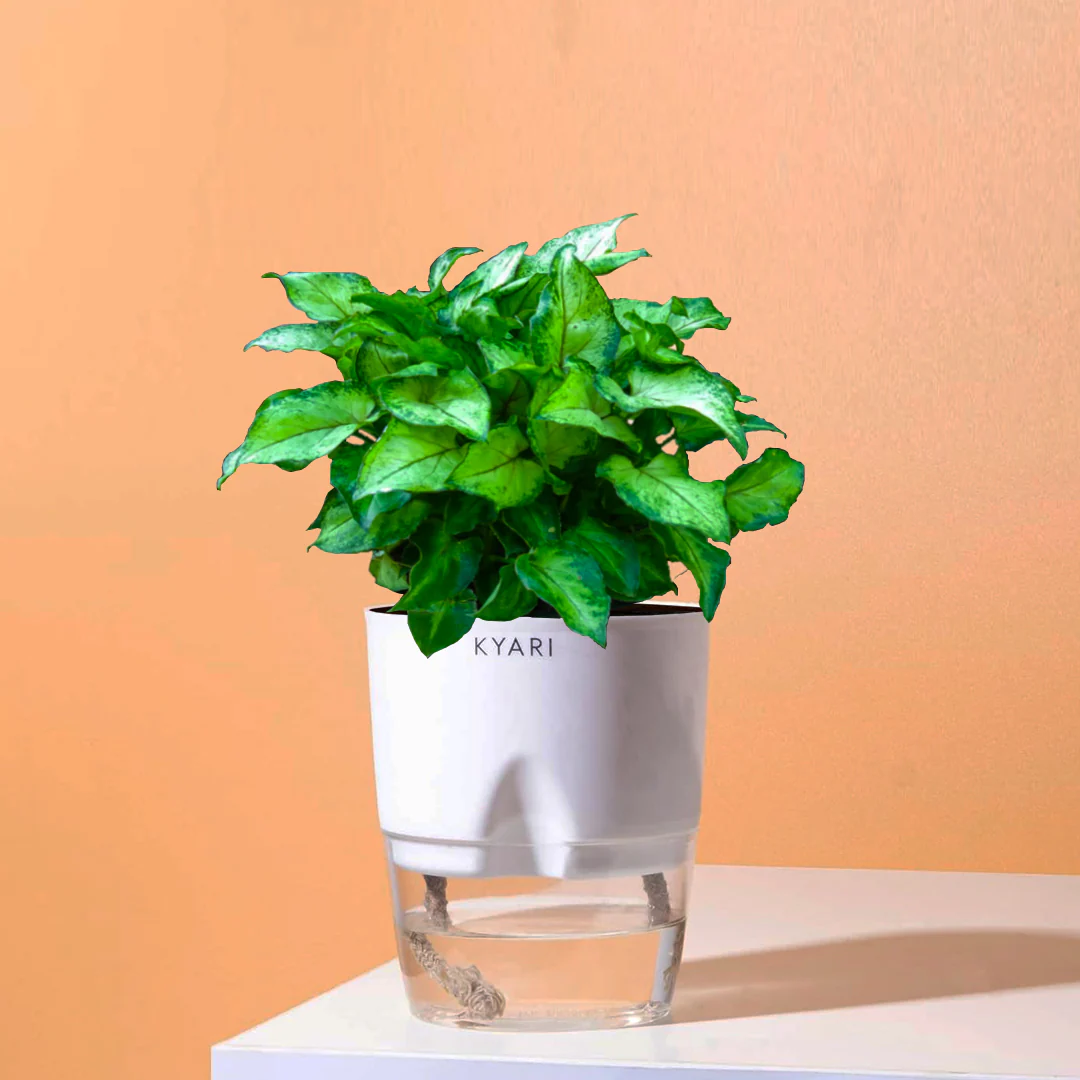 Syngonium Berryallusion Plant With Self Watering Pot - Image 9