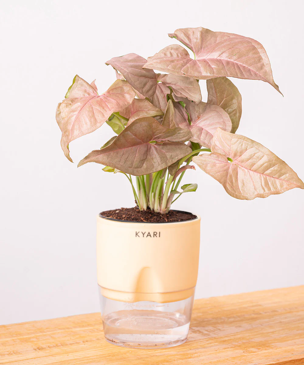 Syngonium Pink Plant With Self Watering Pot - Image 10