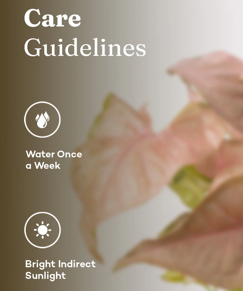 Syngonium Pink Plant With Self Watering Pot - Image 12