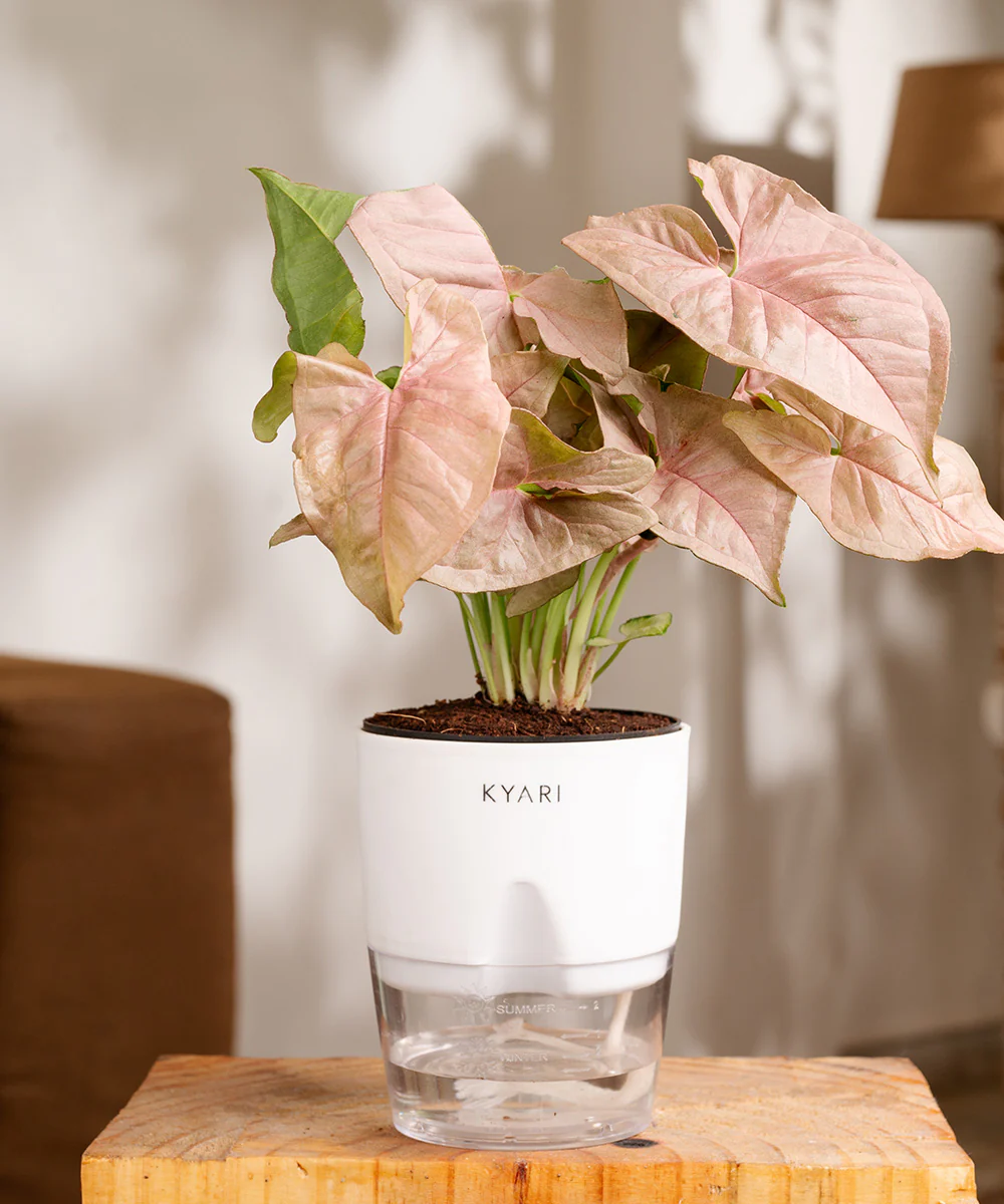 Syngonium Pink Plant With Self Watering Pot - Image 15