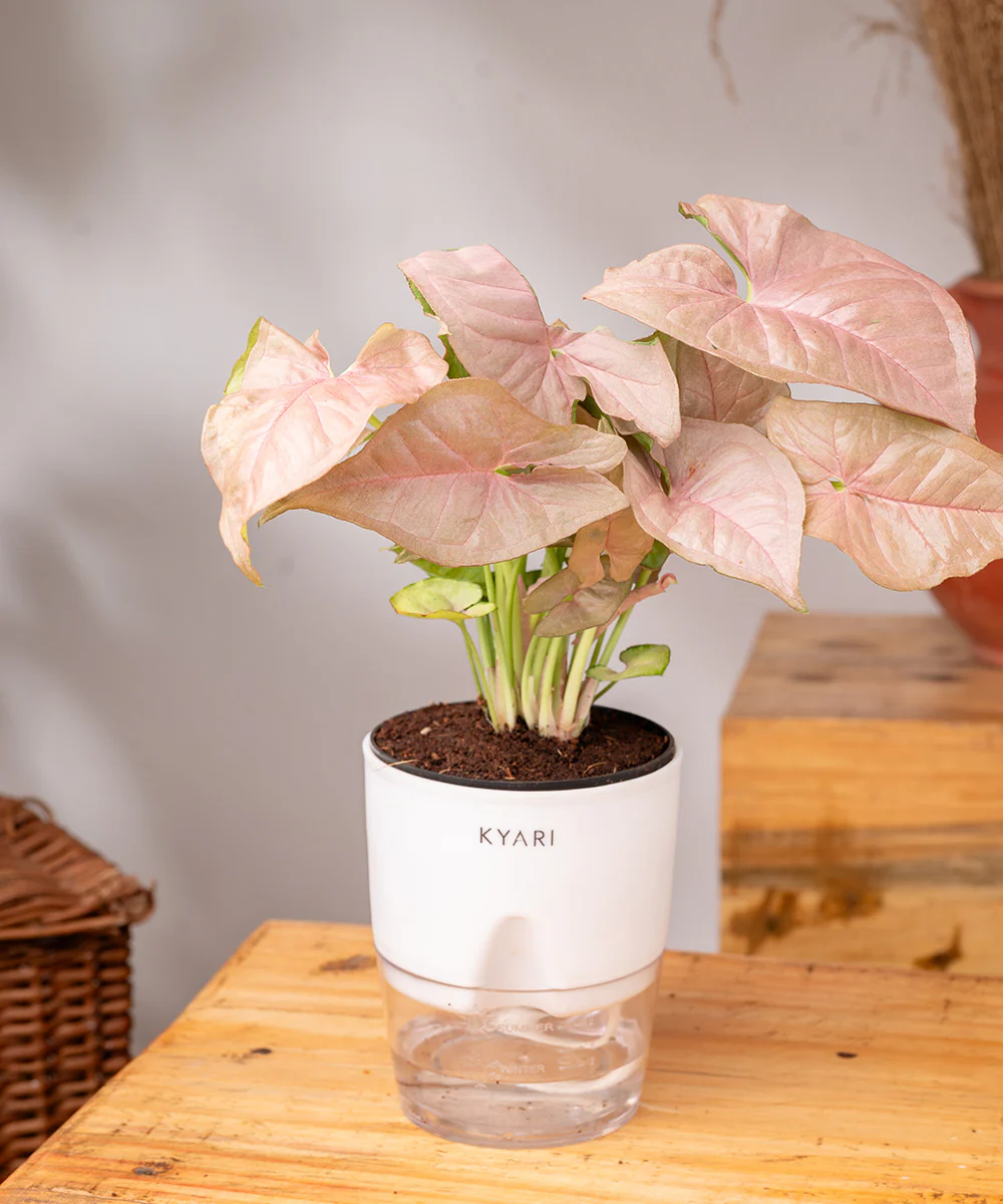 Syngonium Pink Plant With Self Watering Pot - Image 16