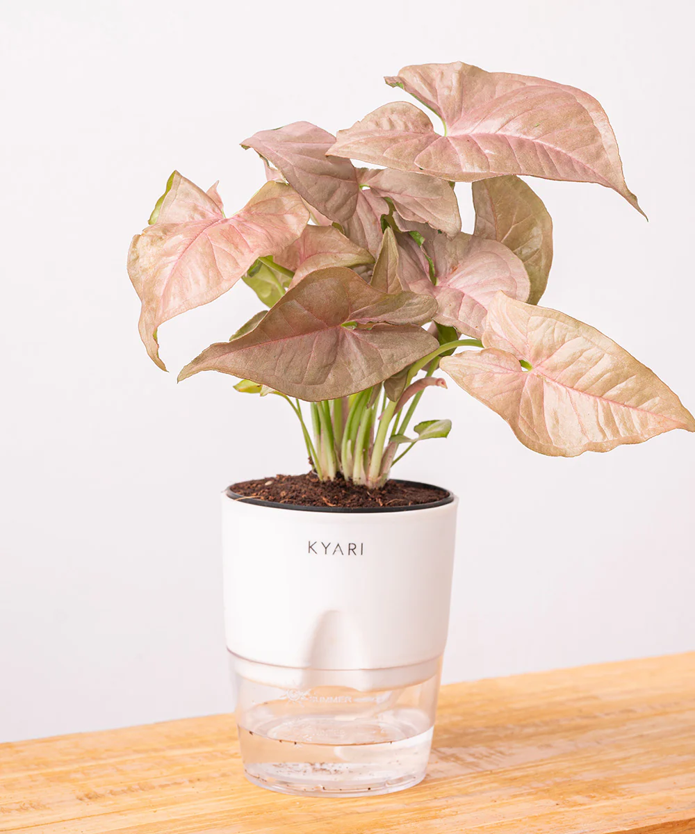 Syngonium Pink Plant With Self Watering Pot - Image 17