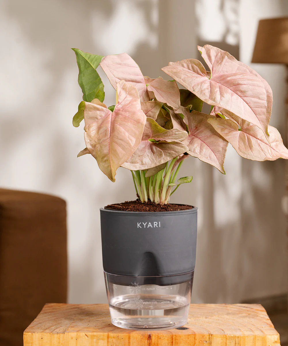 Syngonium Pink Plant With Self Watering Pot - Image 22