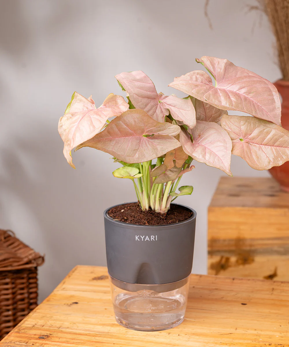 Syngonium Pink Plant With Self Watering Pot - Image 23