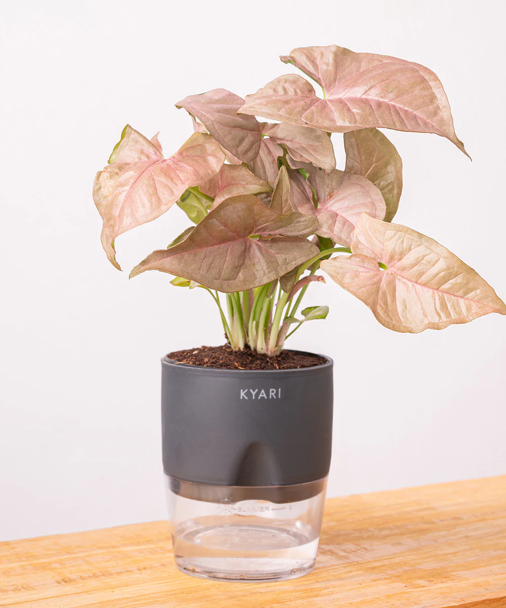 Syngonium Pink Plant With Self Watering Pot - Image 24