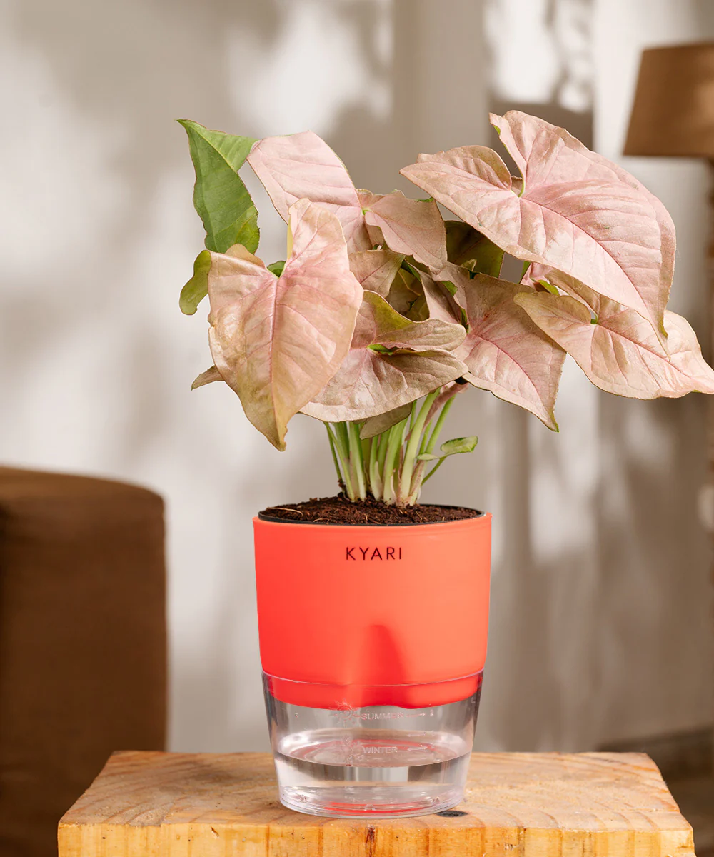 Syngonium Pink Plant With Self Watering Pot - Image 29