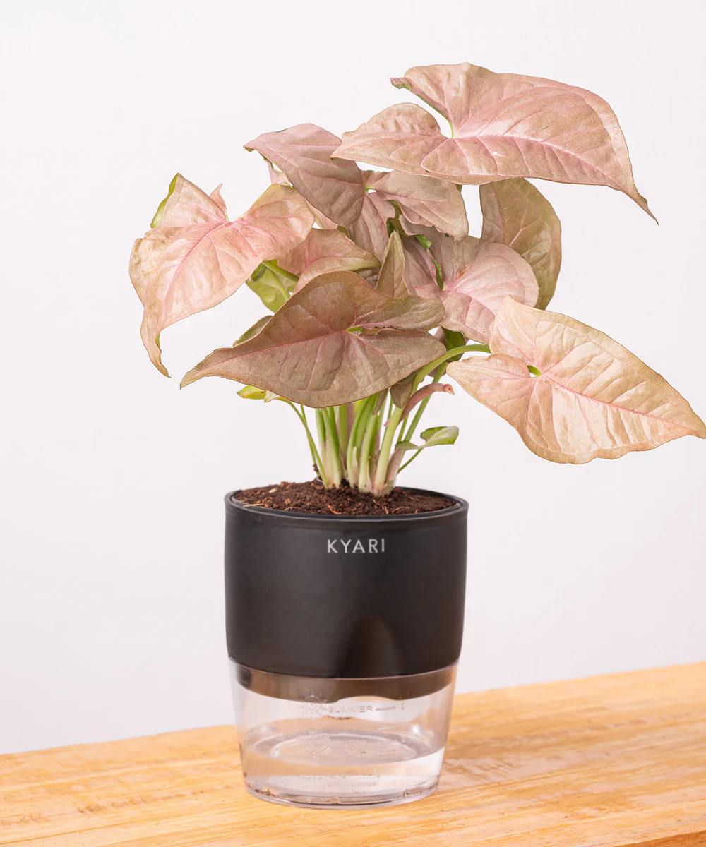 Syngonium Pink Plant With Self Watering Pot - Image 3